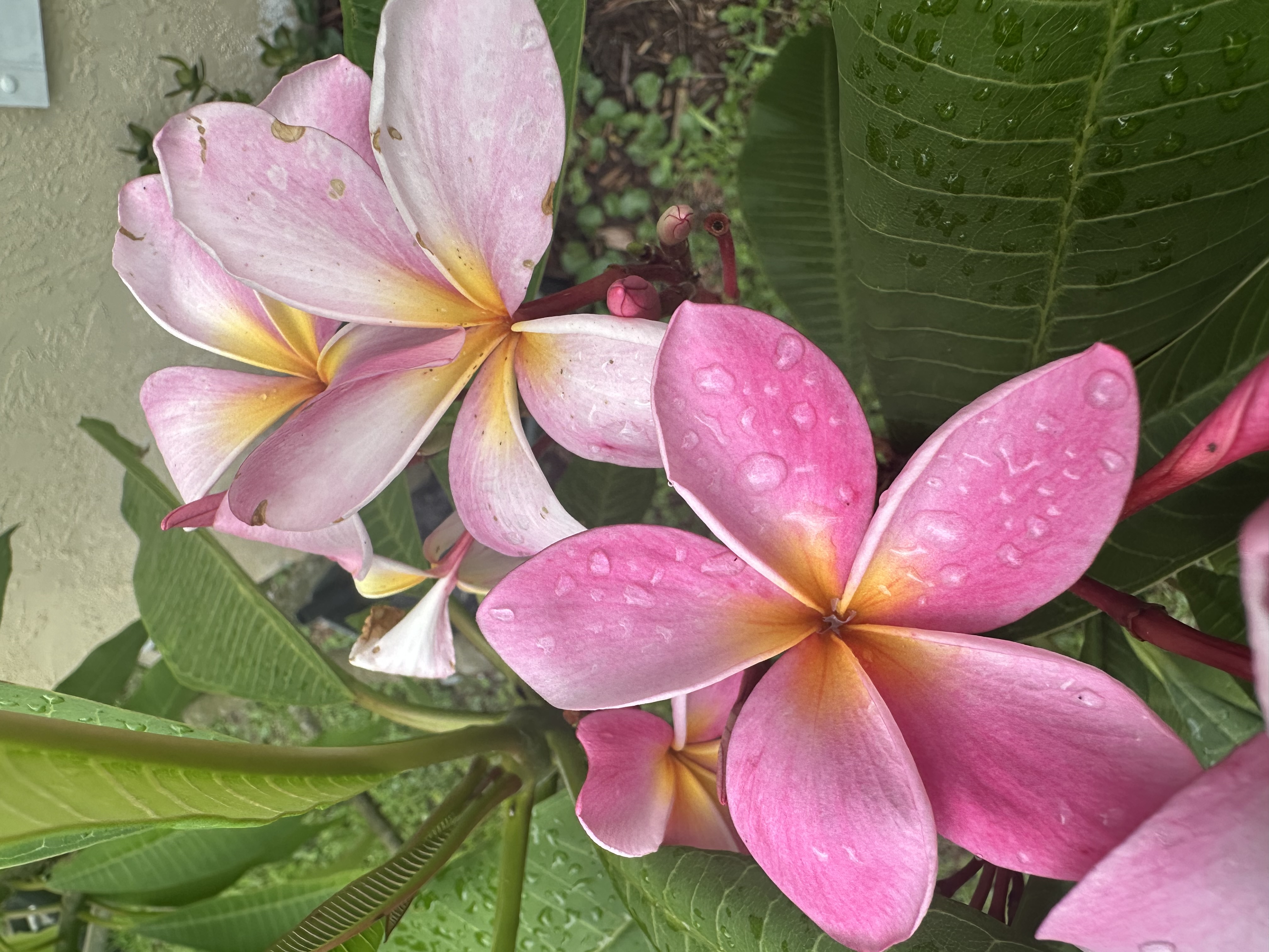 Plumeria tropical plant in Edgewater Florida
