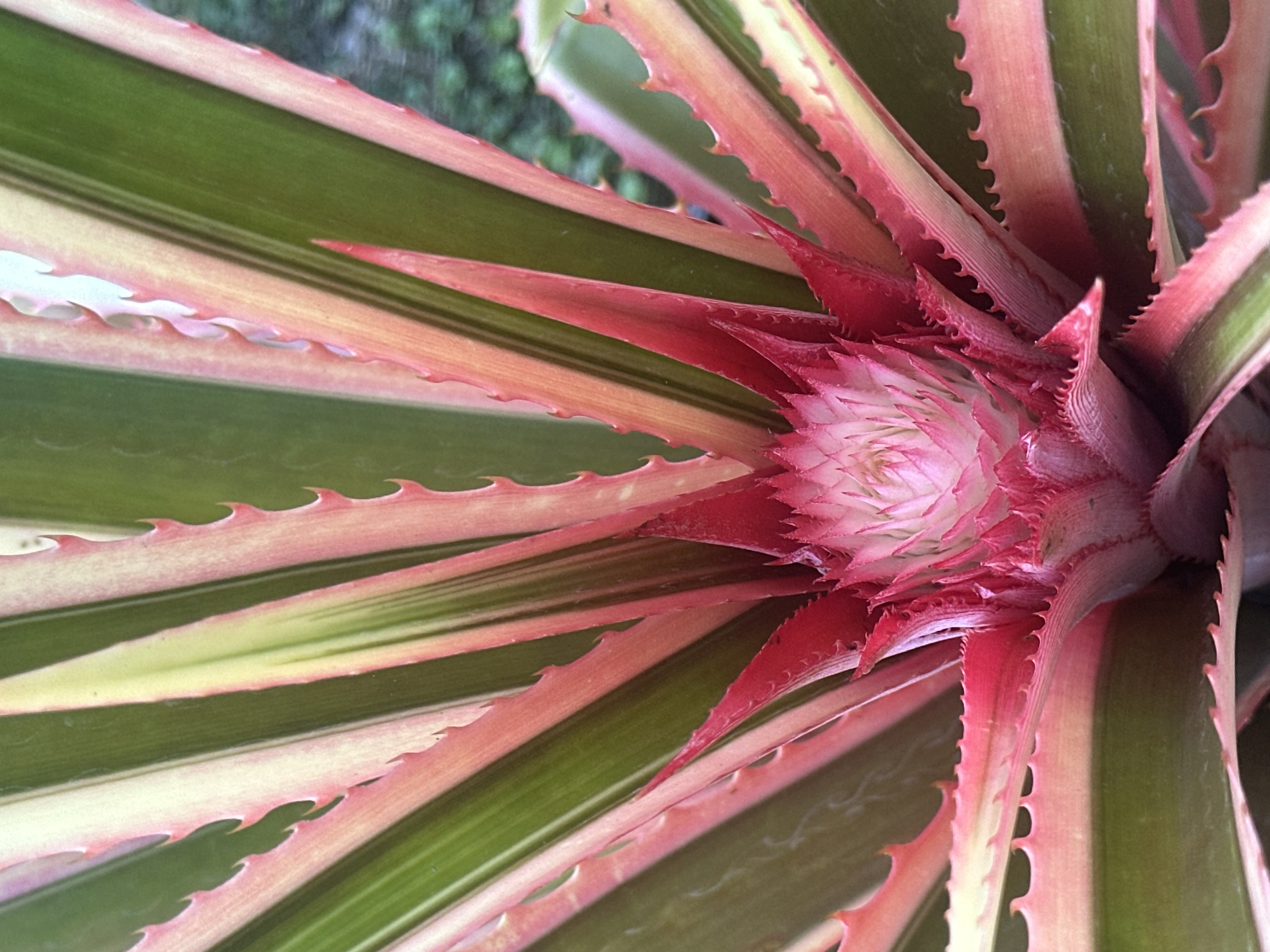 Pink pineapple plant for sale in Edgewater Florida