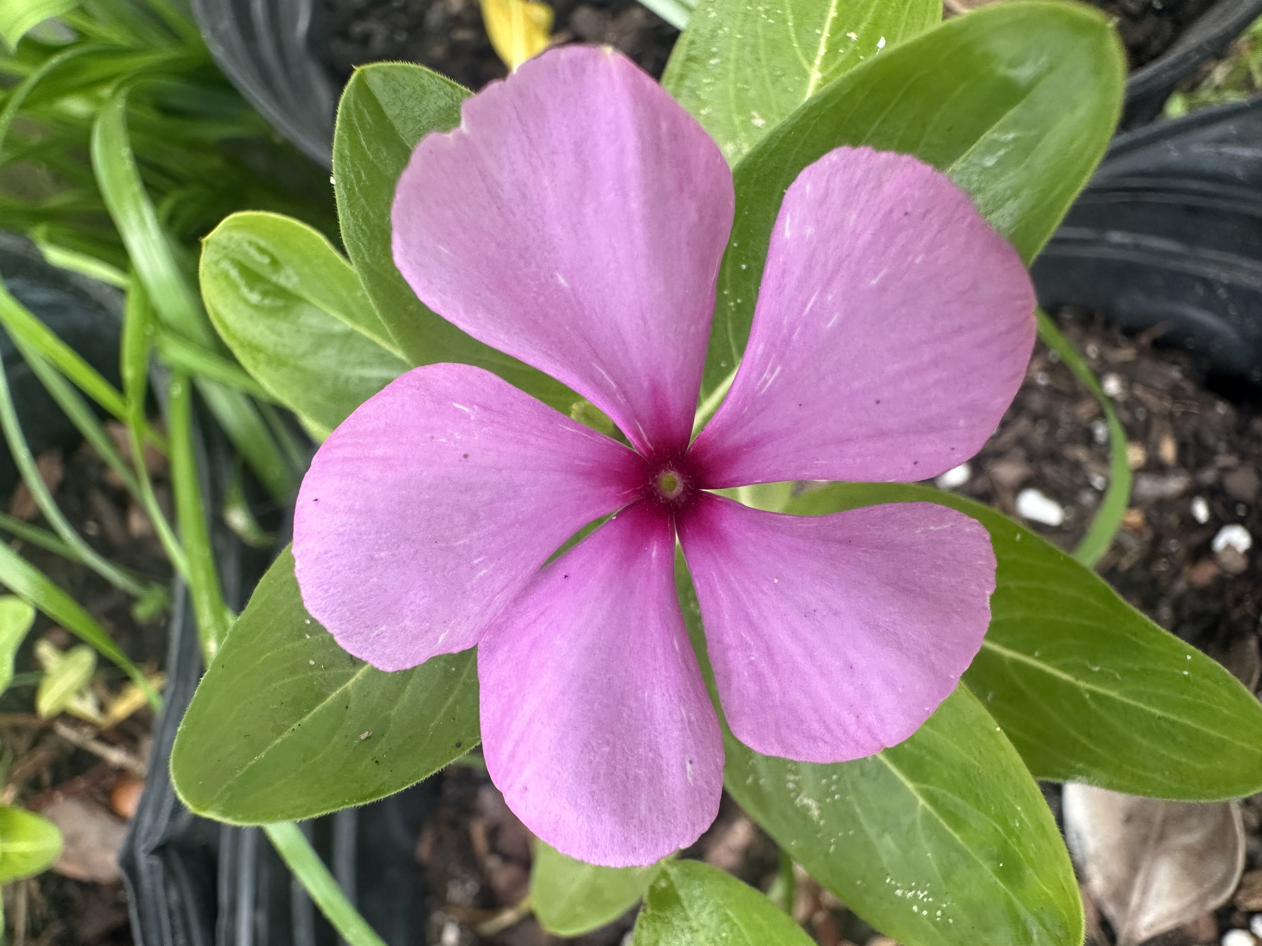 Pink vinca flower at Florida Greens & Flowers