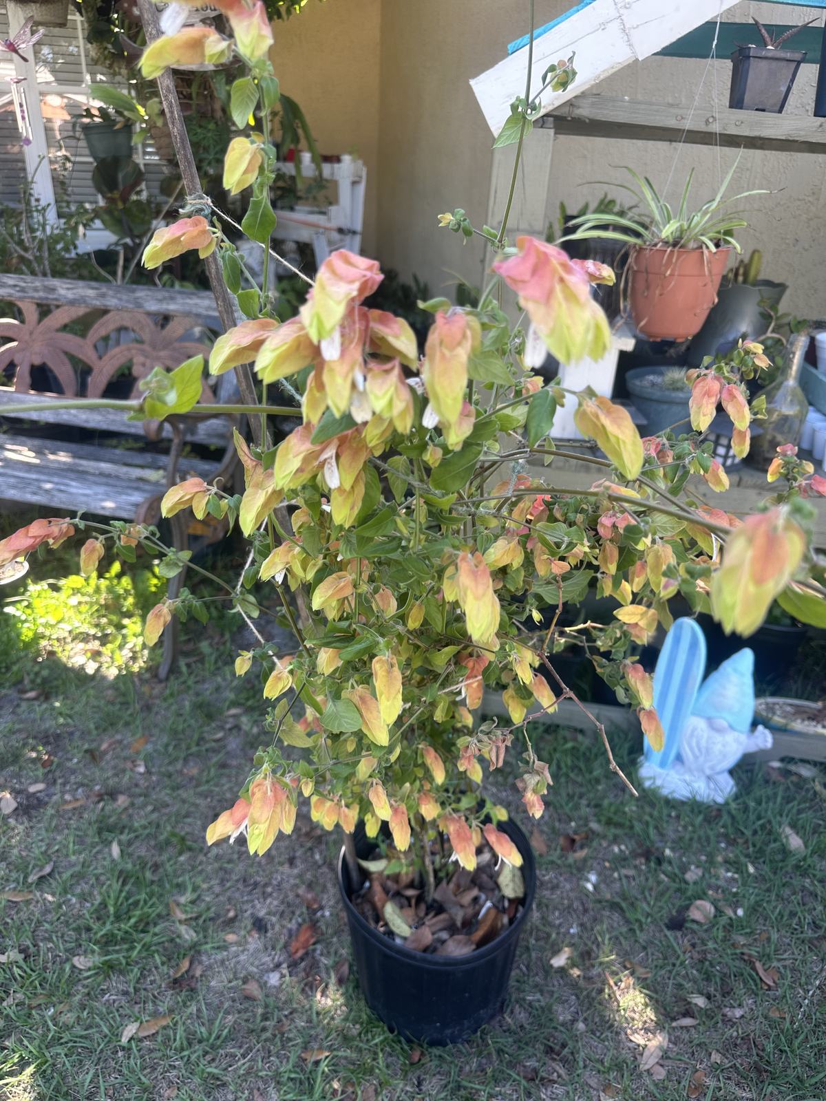 Yellow shrimp plant (Justicia brandegeeana) in Edgewater, Florida